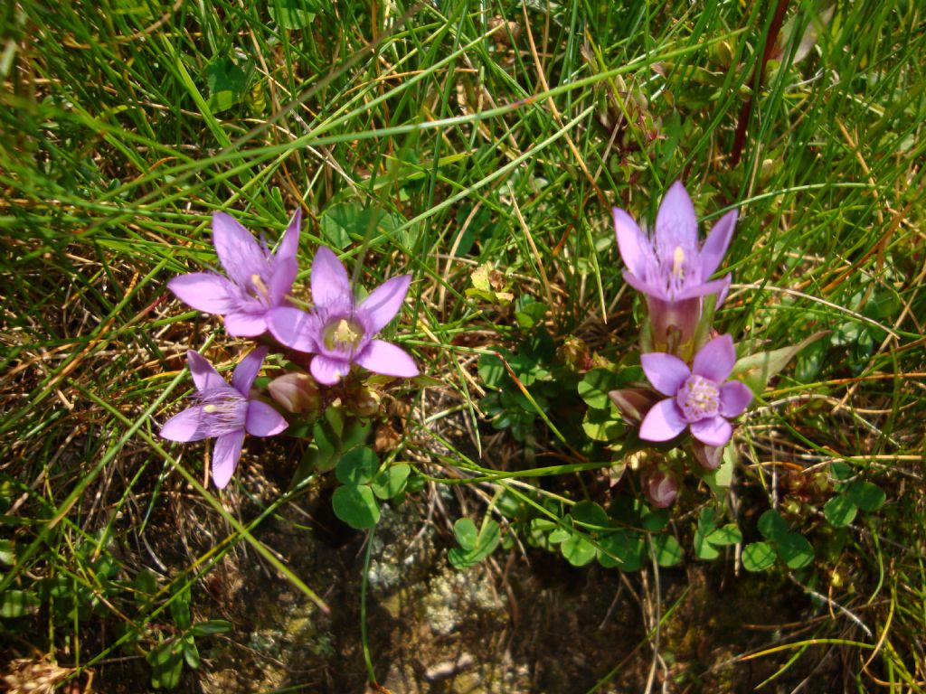 Da determinare - Gentianella cfr. germanica